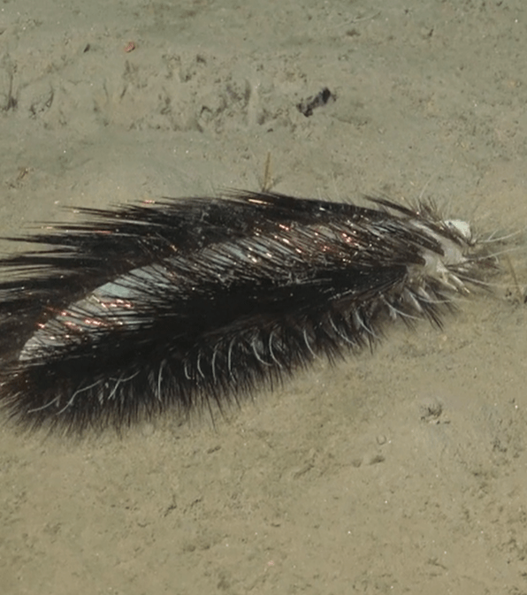 a close up of a furry object on the ground