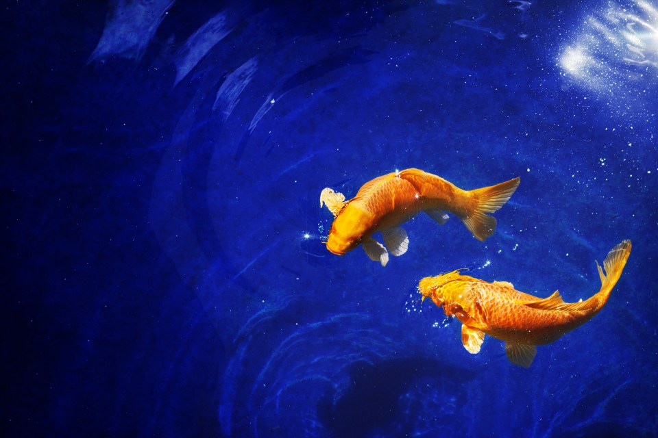 two goldfish are swimming in a dark blue water
