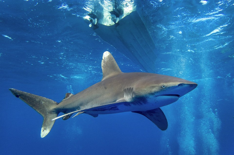 Oceanic whitetip shark underwater.
