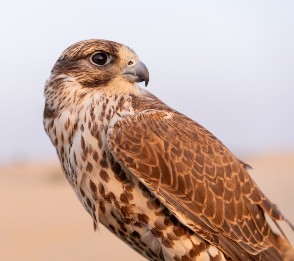 Close up of a Falcon in the Desert