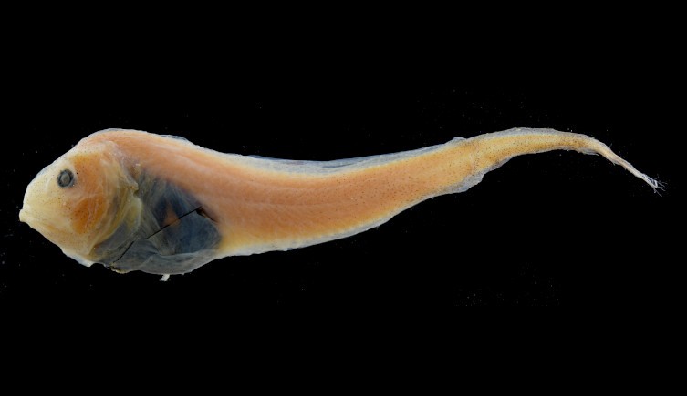 This Paraliparis hystrix is one of hundreds of snailfish specimens in the Museum's collections. Image © The Trustees of the Natural History Museum, London. ,