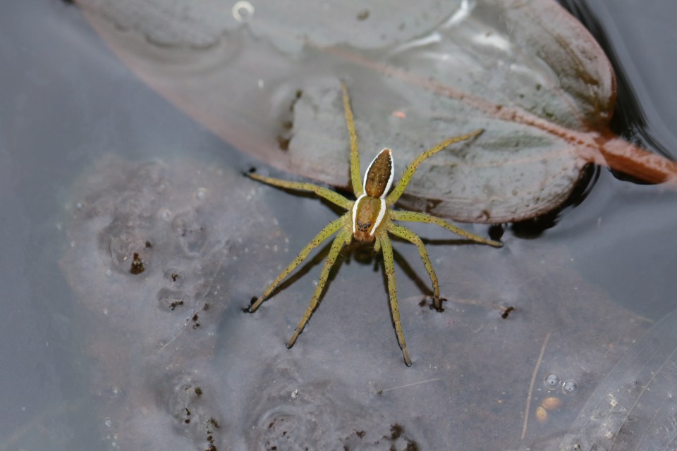 Raft spider on a leaf in a pond.