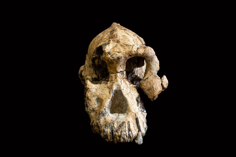 Fossilized cranium of *Australopithecus anamensis*.