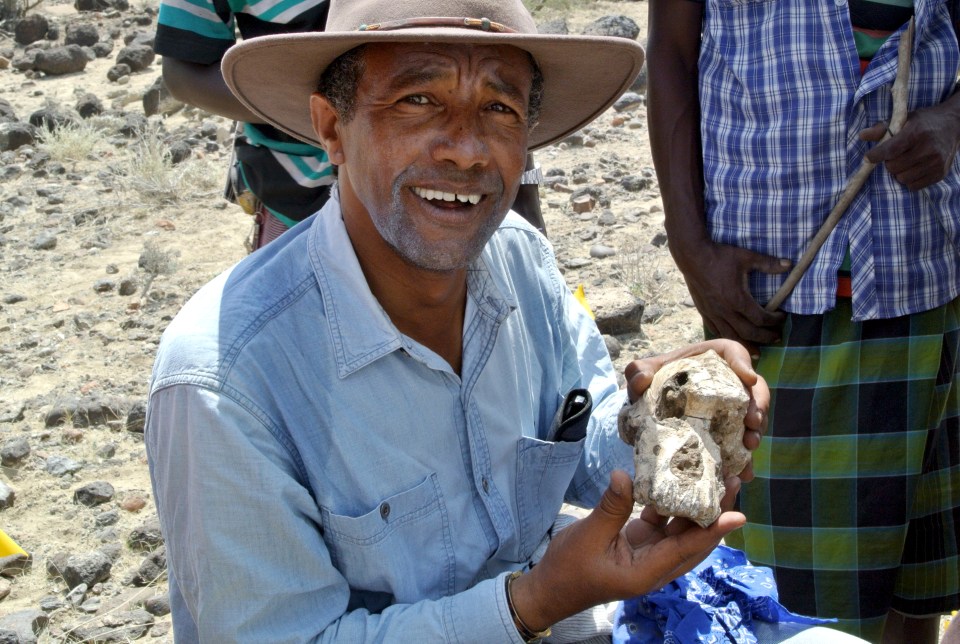 A researcher displays a 3.8-million-year-old fossilized Australopithecus anamensis cranium.