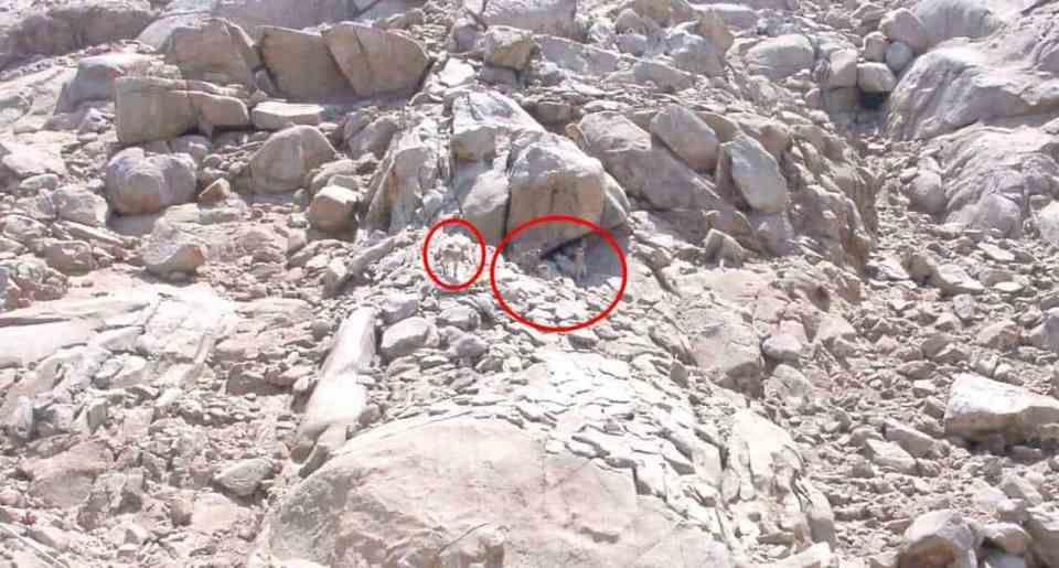 Four deer camouflaged among rocks.