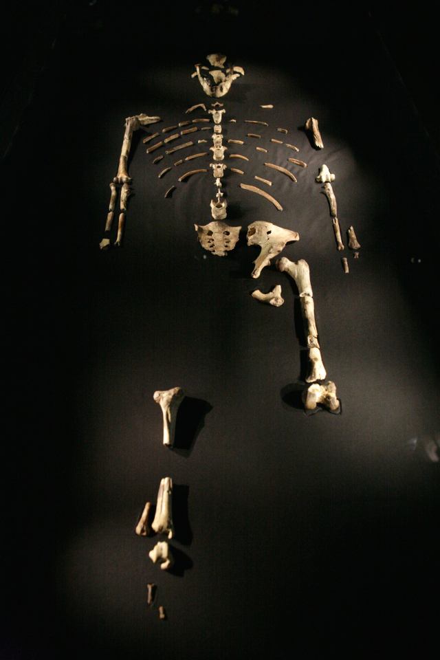 Lucy, a 3.2-million-year-old Australopithecus afarensis skeleton.