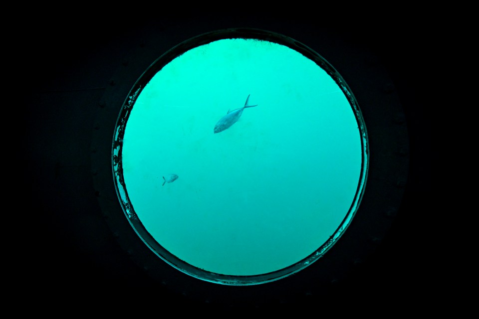 Underwater view through a porthole showing two fish.