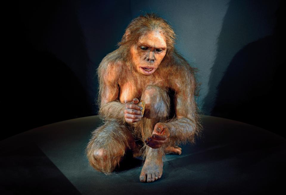 Museum exhibit of an Australopithecus afarensis.
