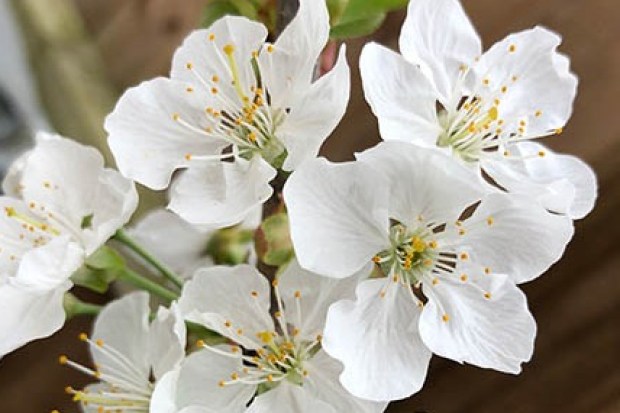 Close-up of cherry blossoms.