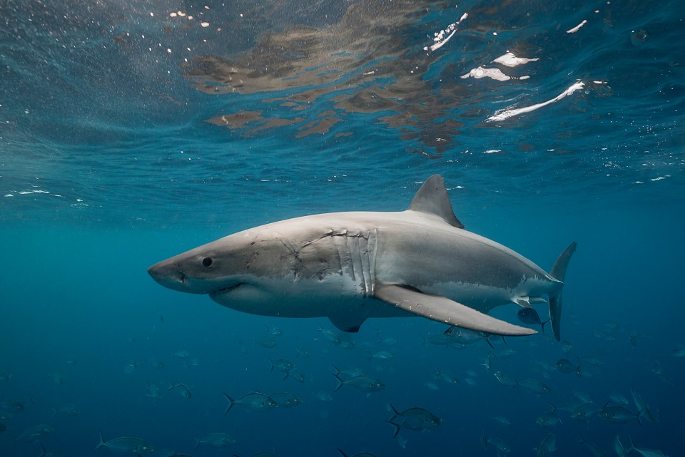 Great white shark swimming underwater with a school of fish.