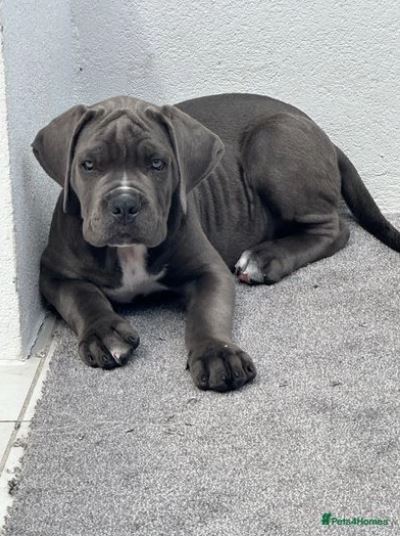 Gray Cane Corso puppy lying on the floor.