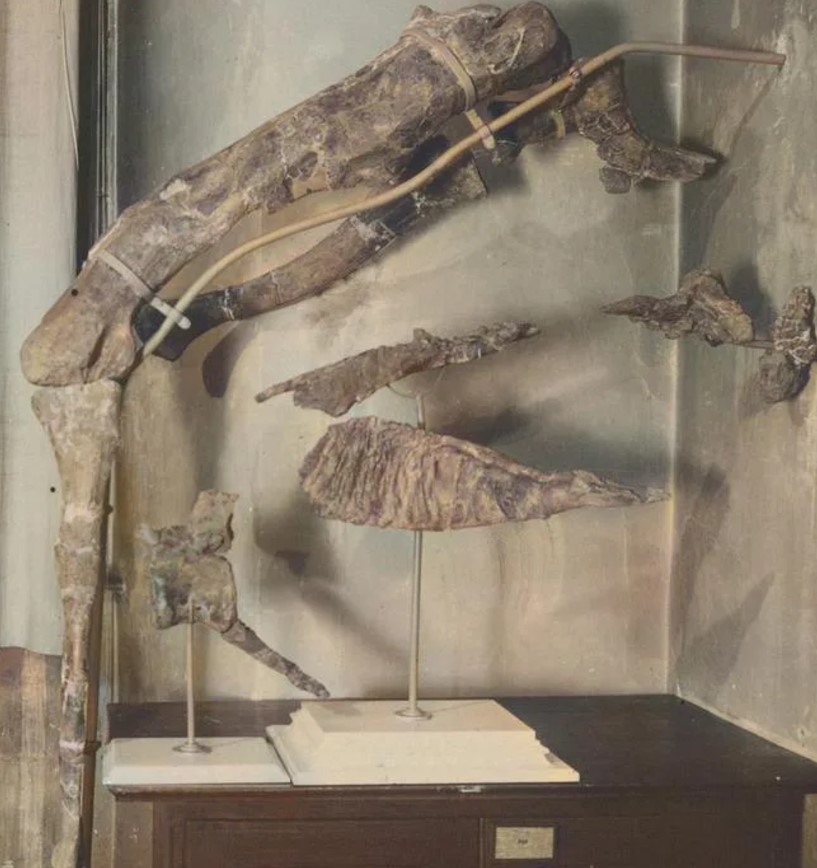 Photo of dinosaur bone fragments on display.