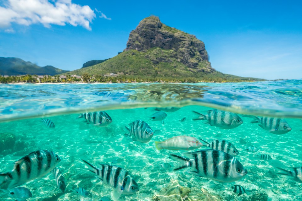 Striped tropical fish swimming in shallow turquoise water near a tropical island.