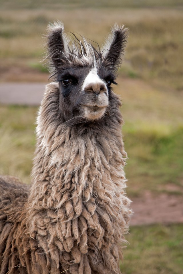 Llama in a field.