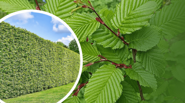 Hedge and close-up of leaves.