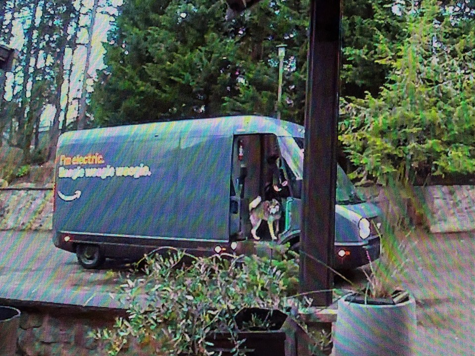 Amazon delivery van with a dog inside.