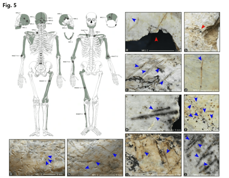 Illustration of human skeletal remains and close-up images of cut marks on bone fragments.
