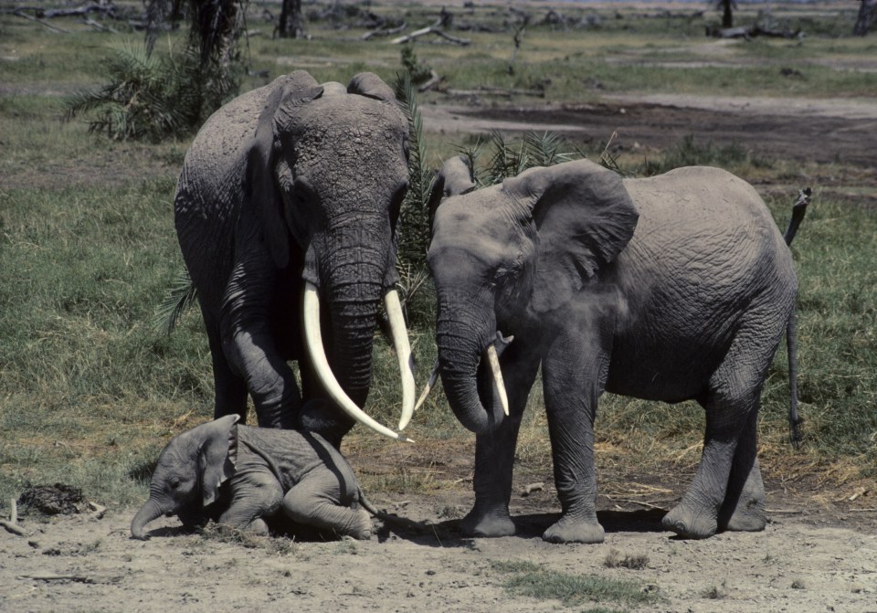 Two adult elephants protecting a baby elephant.