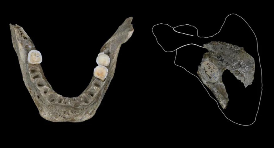 Evidence of cannibalism from a Polish cave: a jawbone and bone fragment.