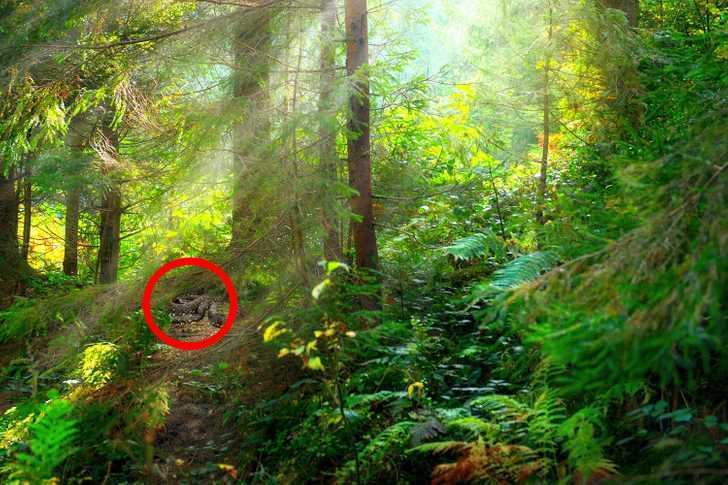 Hidden snake in a forest.