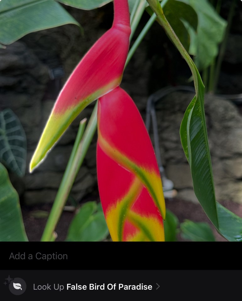 False Bird of Paradise flower.