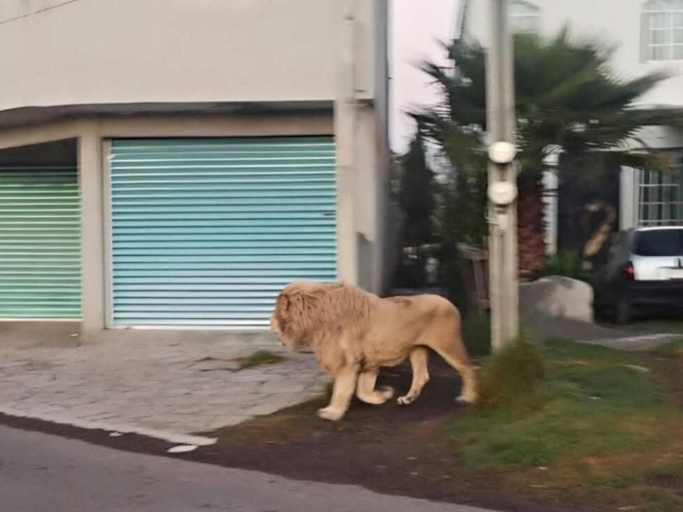 Lion walking down a residential street.