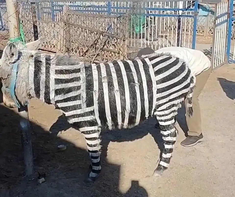 Donkey painted to resemble a zebra.