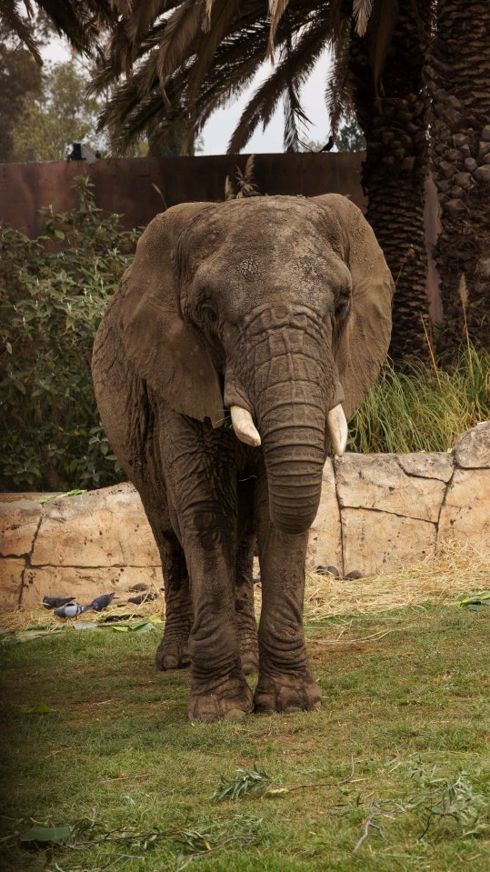Ely, an African elephant, standing in a grassy enclosure.