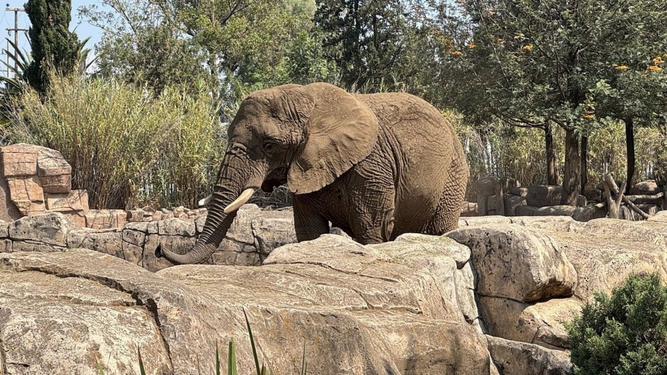 Ely, an African elephant, standing among rocks.