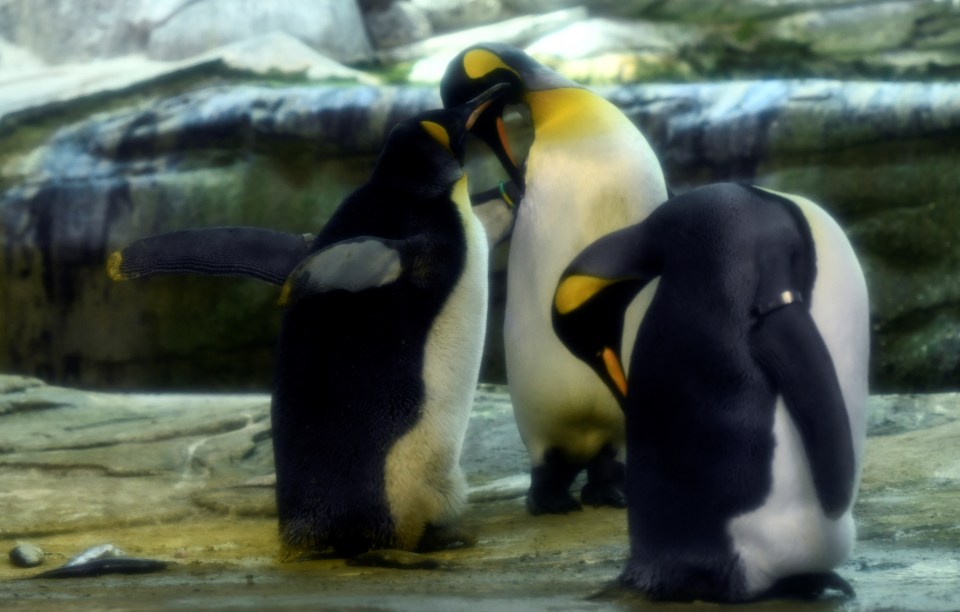Two king penguins at the Berlin Zoo.