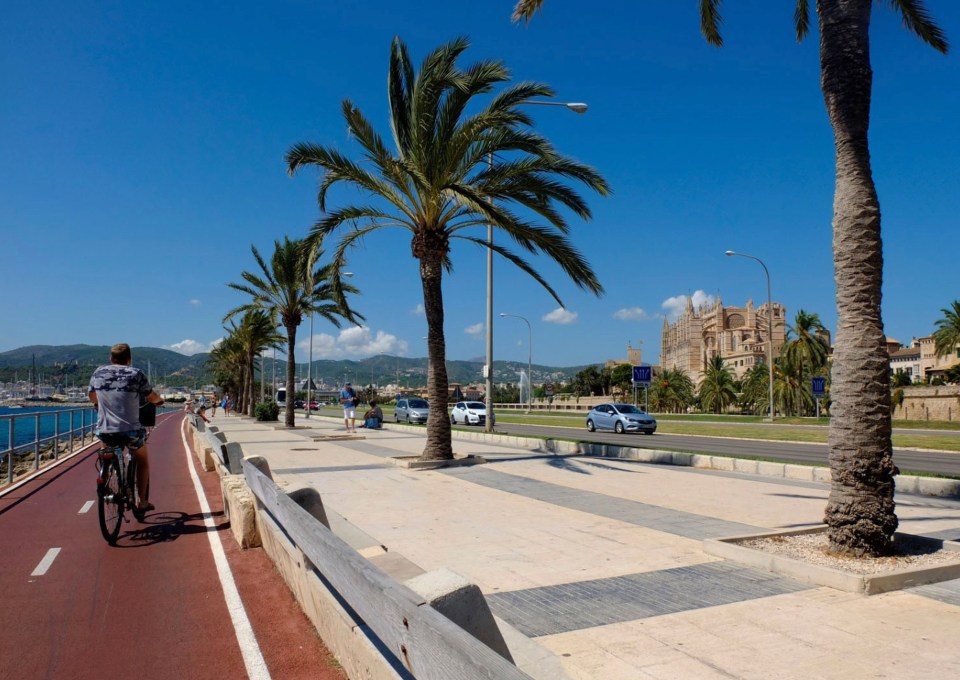 A man cycles along a palm-tree lined promenade toward Palma Cathedral.