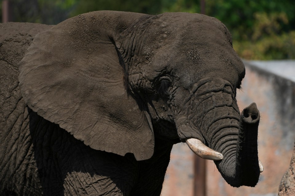 Elephant at the San Juan de Aragon Zoo.
