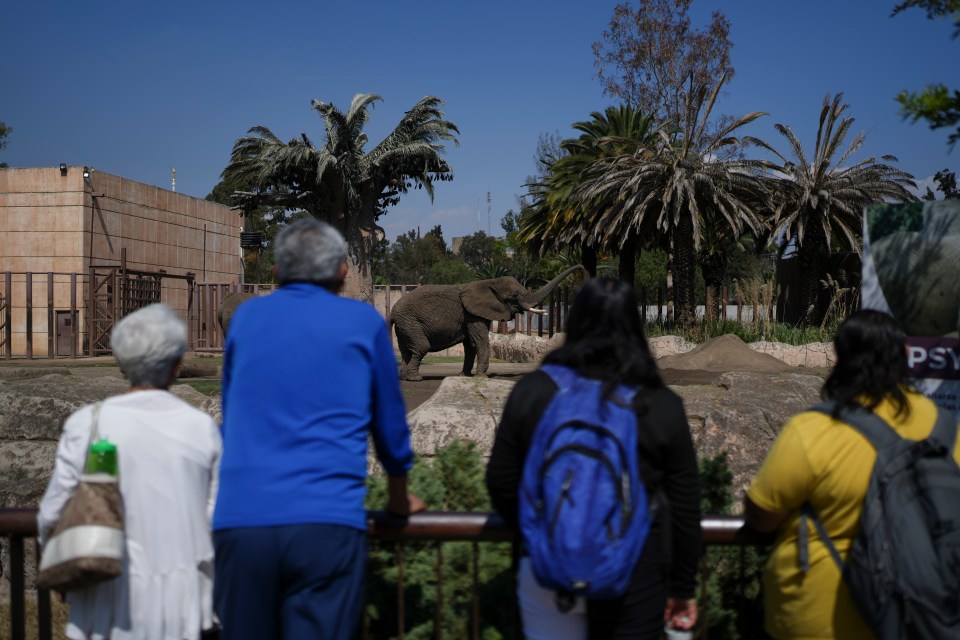 Visitors watch an elephant at the San Juan de Aragon Zoo in Mexico City.