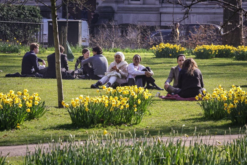 People relaxing in a park among daffodils.