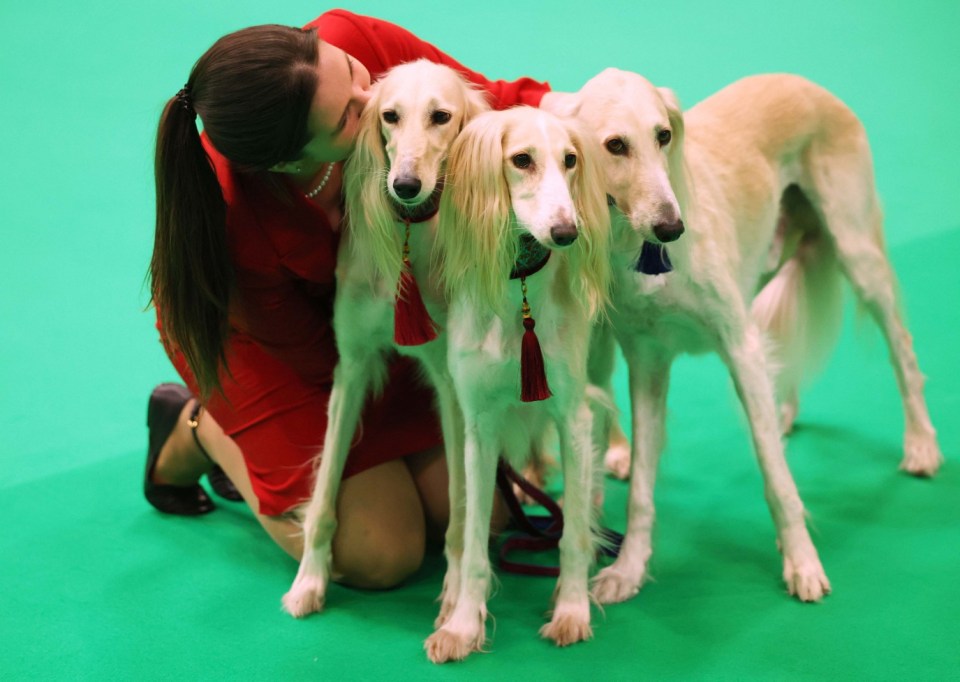 epa11944539 An owner poses with her Saluki dogs on day one of the Crufts Dog Show, at the NEC in Birmingham, Britain, 06 March 2025. Crufts is an international dog show organised by The Kennel Club, and has been held annually since 1891. EPA/NEIL HALL