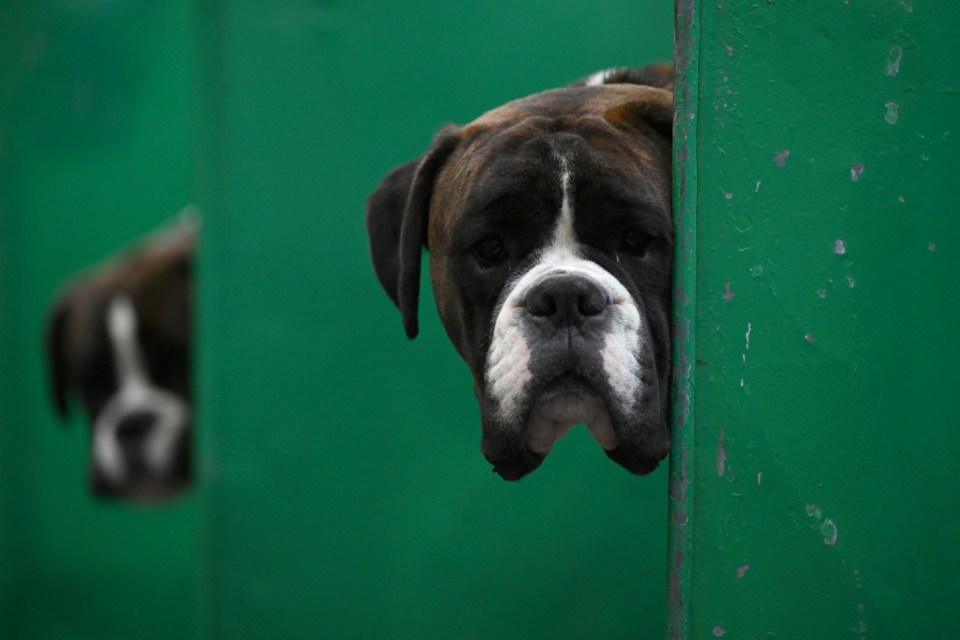 BIRMINGHAM, ENGLAND - MARCH 09: A pair of Boxers look out of their stalls during the final day of Crufts at NEC Arena on March 09, 2025 in Birmingham, England. (Photo by Anthony Devlin/Getty Images)