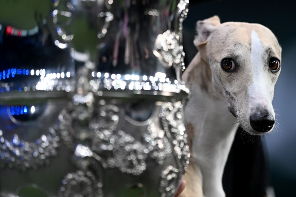 BIRMINGHAM, ENGLAND - MARCH 09: Miuccia, a whippet, poses beside the trophy after winning the title for the "Best In Show" at National Exhibition Centre on March 09, 2025 in Birmingham, England. Over 20,000 dogs are taking part in Crufts this year competing for the coveted Best In Show title. (Photo by Anthony Devlin/Getty Images) *** BESTPIX ***