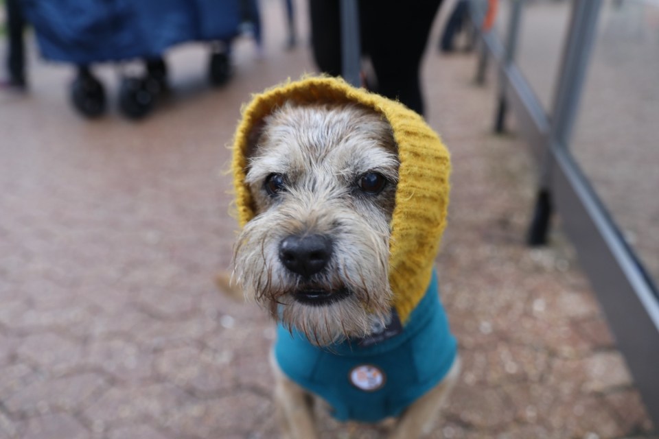 Crufts 2020. Arrivals for the annual dog show. 5 March 2020. Picture by Jack Hill