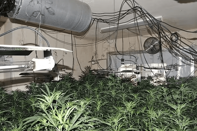 Indoor marijuana grow operation.
