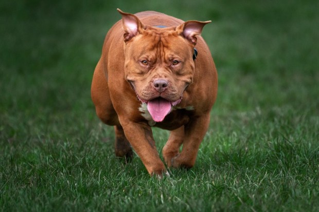 BIRMINGHAM, ENGLAND - FEBRUARY 15: An XL Bully named Pippa enjoys a run and a walk on a private and secure dog walking field on February 15, 2024 in Birmingham, England. XL bully owners have been walking their dogs in private fields since a ban came into force on February 1, 2024. It is now illegal to own an XL Bully without an exemption certificate and they are required to be kept on a lead and muzzled in public places. (Photo by Christopher Furlong/Getty Images)
