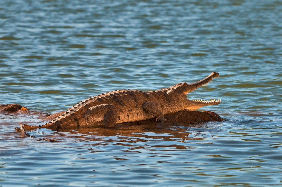 Freshwater crocodile basking on a rock.