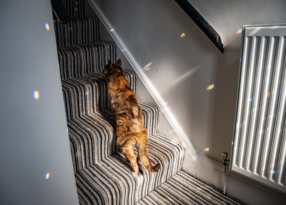 Tortoiseshell cat sitting on striped carpeted stairs.