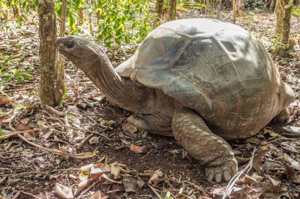 Aldabra giant tortoise on Île Aux Aigrettes.