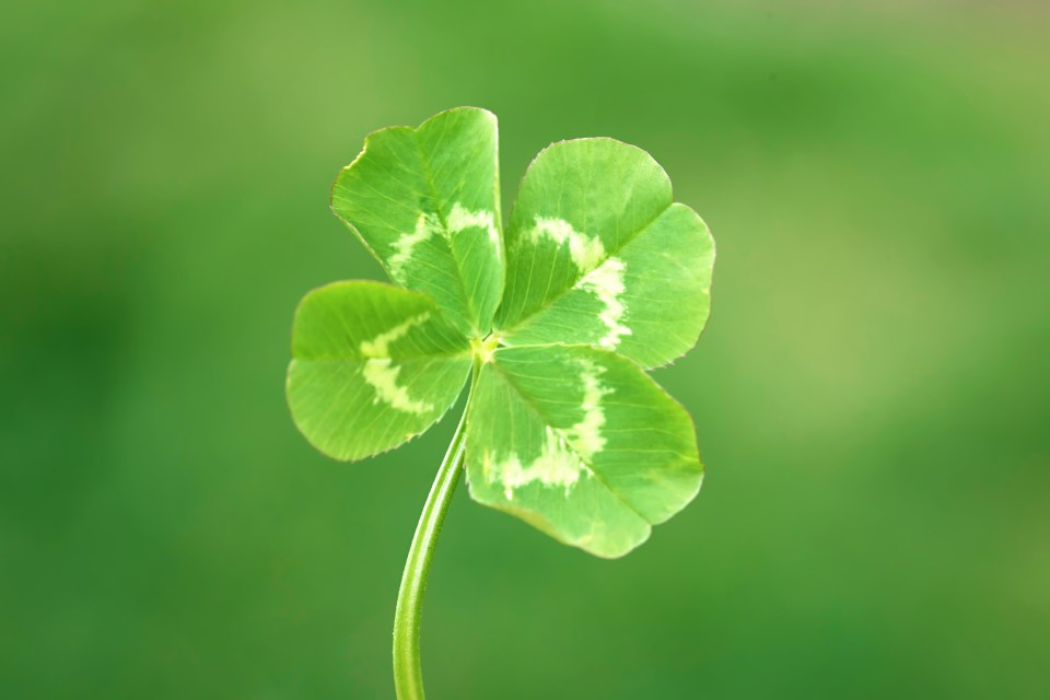Four-leaf clover against a green background.