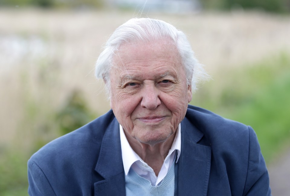 Portrait of Sir David Attenborough.