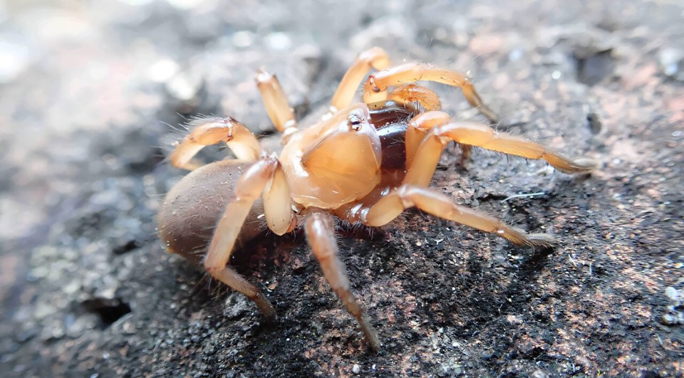 Close-up of a spider on a rock.