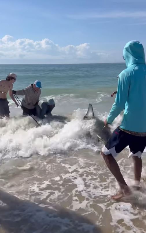 Seven fishermen wrestle a large great white shark on a beach.