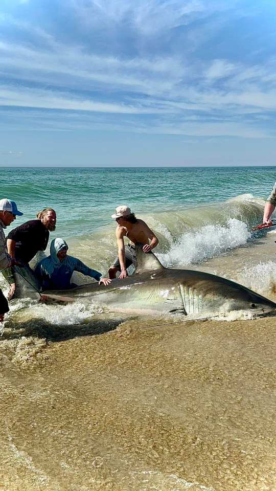 Seven fishermen wrestling a large great white shark on a beach.