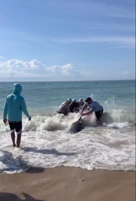Seven fishermen wrestle a large shark on a beach.