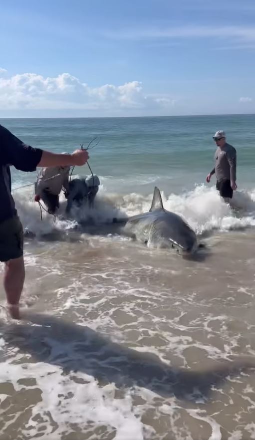 Seven fishermen wrestling a large great white shark on a beach.